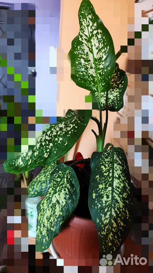 Диффенбахия