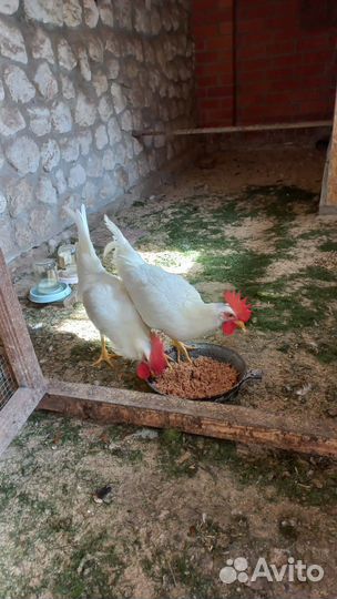 Молодые петухи