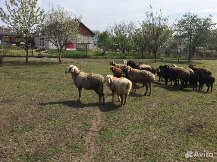 Овцы, бараны