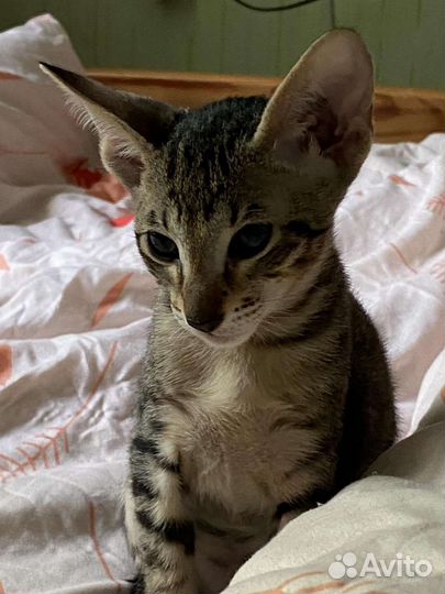 Ориентальный котенок