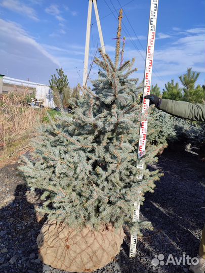 Ель колючая Супер Блю Сиблинг (Голубая)