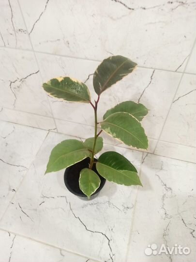 Фикус Белиз