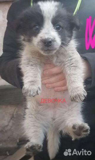 Щенки мальчик и 2 девочки