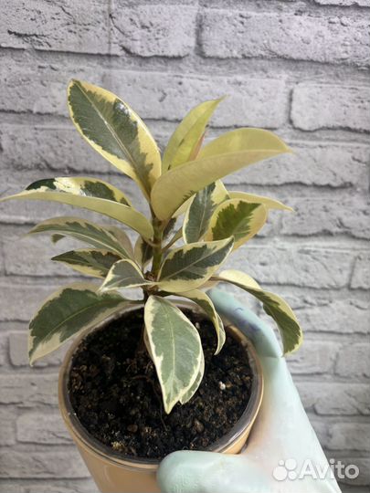 Фикус мелани вариегатный