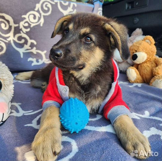 Немецкая овчарка(метис) в добрые руки