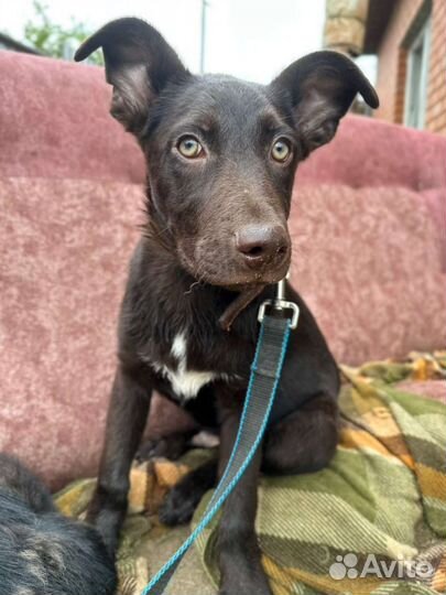 Щенок мальчик 4 месяца