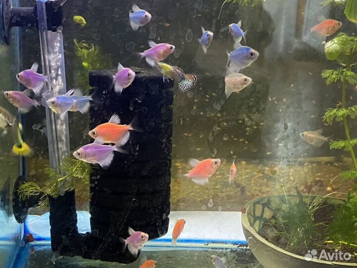 Аквариумные рыбки