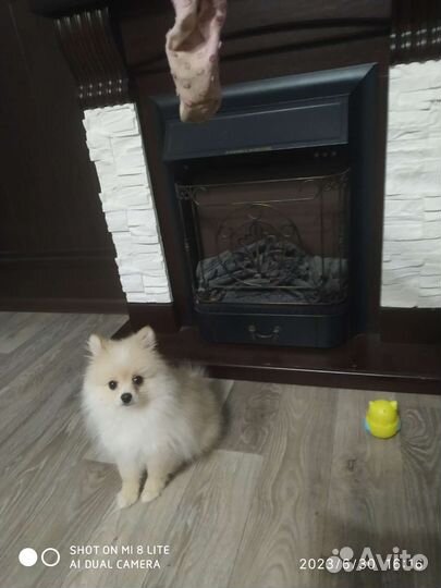 Передержка ваших питомцев