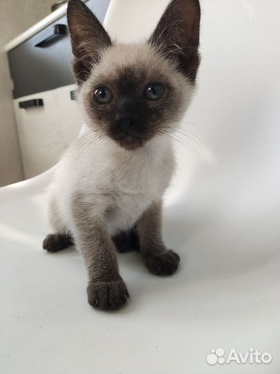 Сиамский котёнок девочка