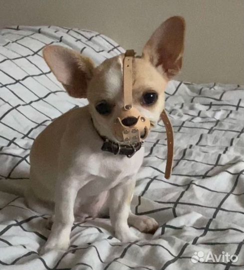 Намордник для собак