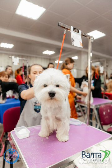 Тримминг (груминг), экспресс линька, стрижка собак