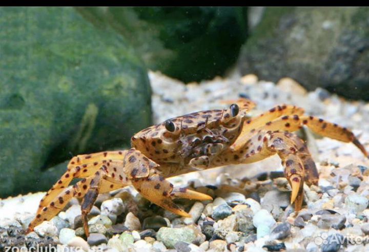 Магазин аквариумных рыб #Аквакубик #номерныесомы