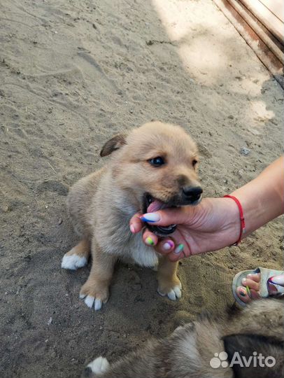 Собака в добрые руки щенок