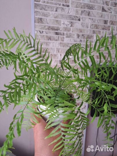 Папоротник нефролепис