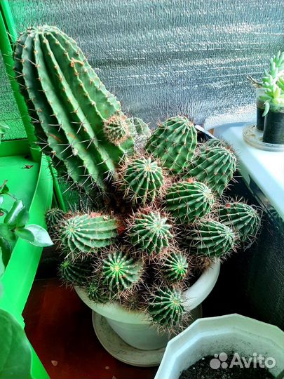 Кактус крупный Торг