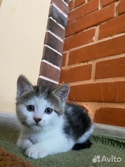 Кошка в дар бесплатно