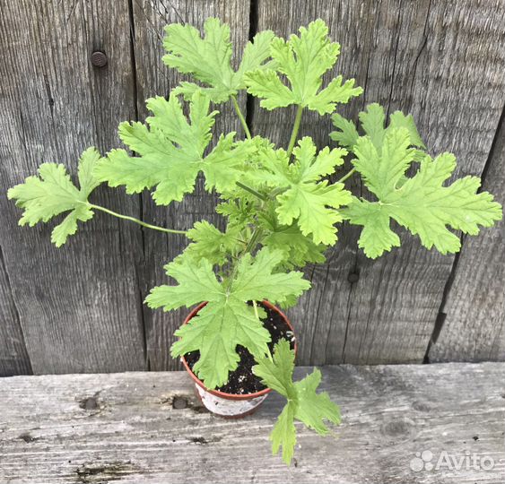 Растения обмен на овощи, кофе, корм кошке