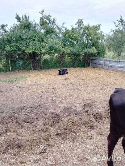 Продаю 4 тëлки