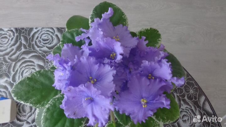 Детки сортовых фиалок