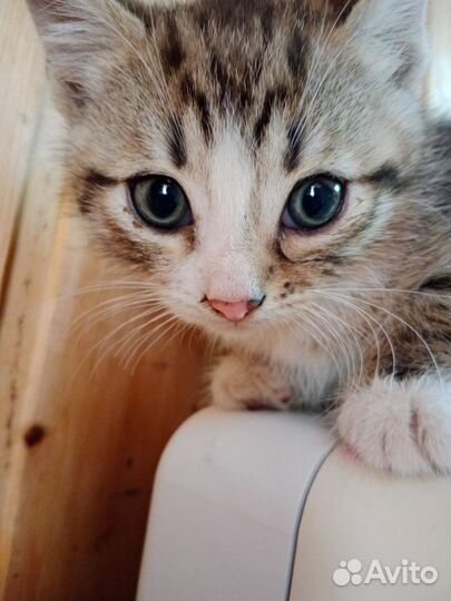 Котёнок