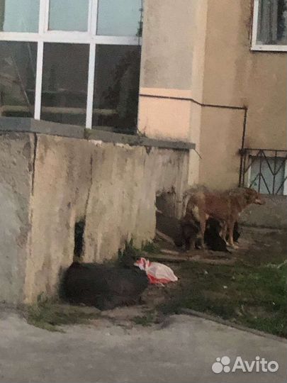 Щенята ищут безопасный приют