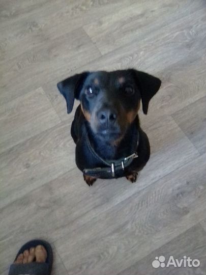 Ягдтерьер. Девочка