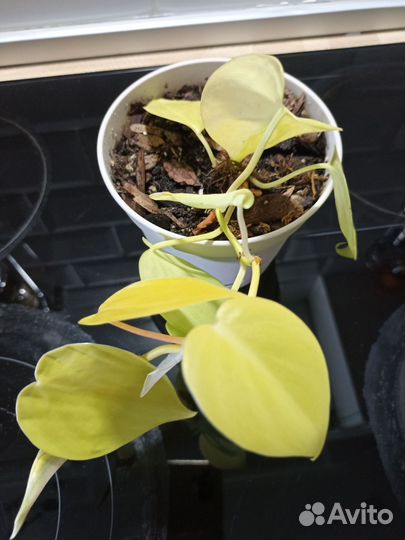 Филодендроны