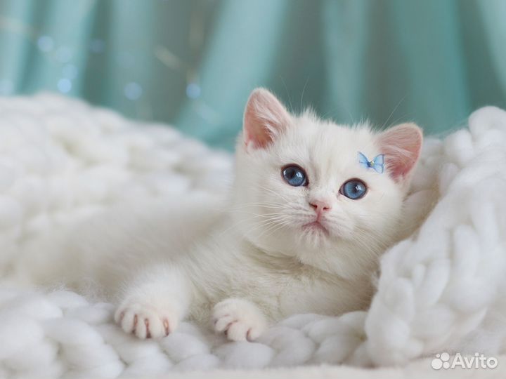 Британские котята