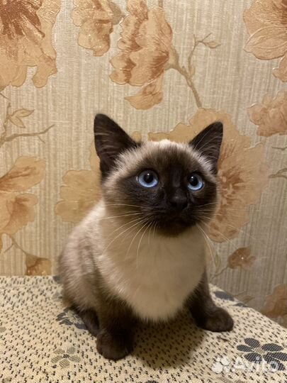 Тайские котята