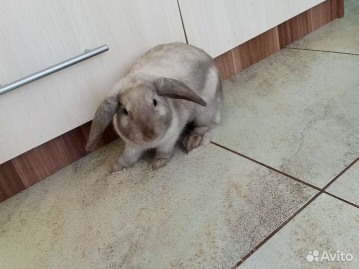 Карликовый вислоухий кролик