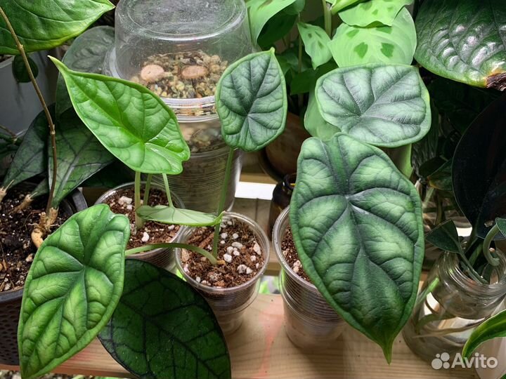 Алоказия шкура дракона