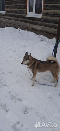 Охотничьи собаки