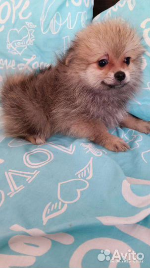 Померанский шпиц