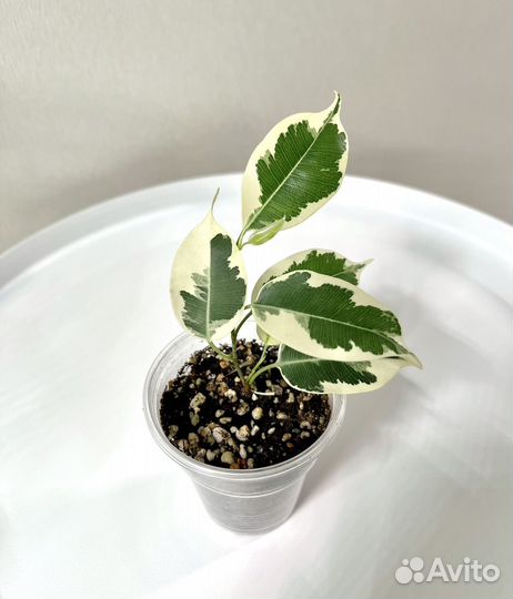 Фикус Твилайт