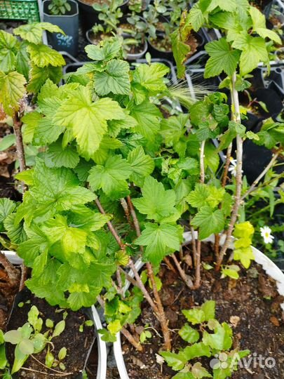 Черная смородина селеченская 2