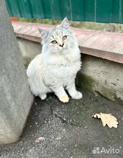 Кошка в дар
