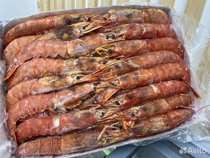 Лангустины L1 крупный. Без посредников