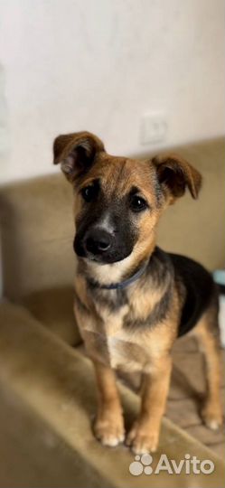 Шустрая девочка в добрые руки