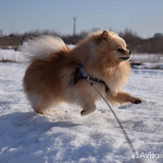 Шпиц для вязки
