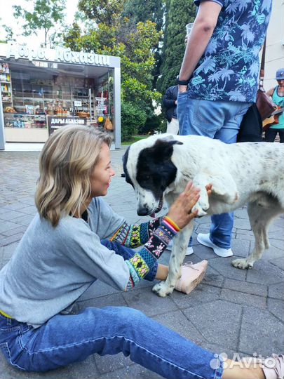 Выгул собак/ зоо няня