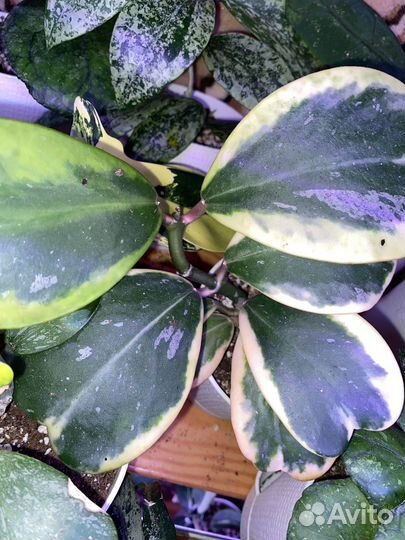 Хойя Керри альбо