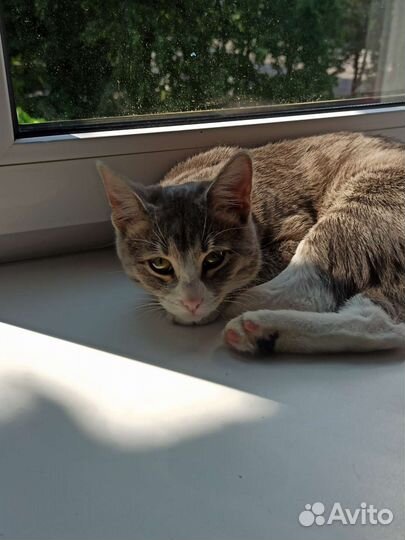 Кошка в дар бесплатно
