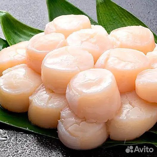 Морской гребешок