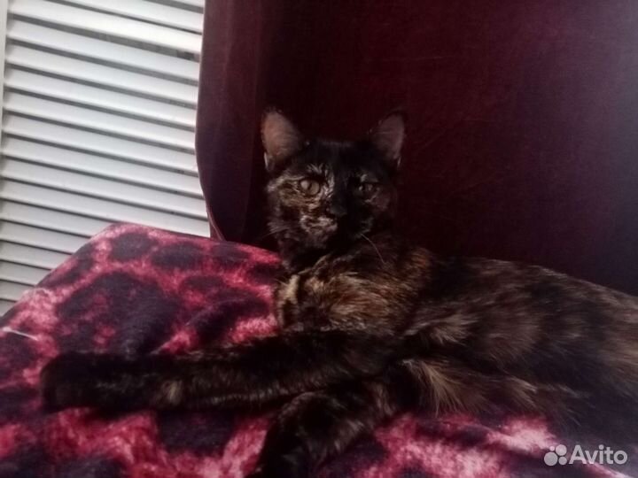 Кошка Машка