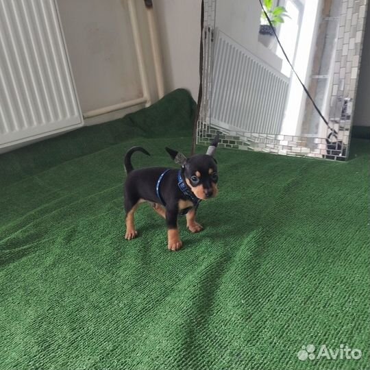 Чихуахуа, той терьер карликовый пинчер Доставка из