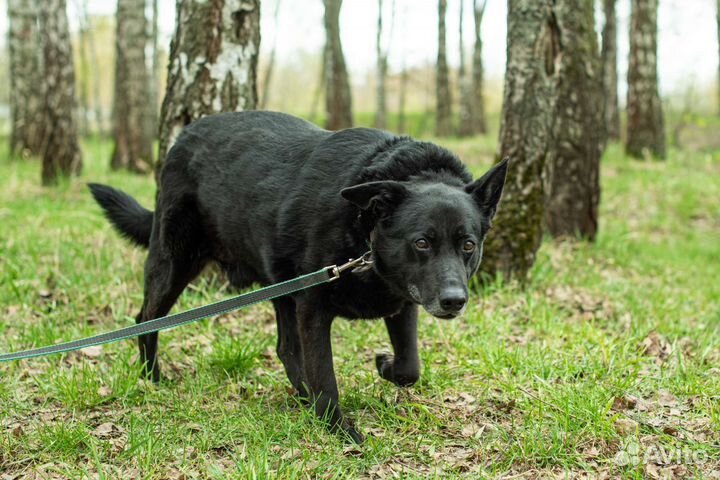 Дарт очень тоскует в приюте (Собака из приюта)