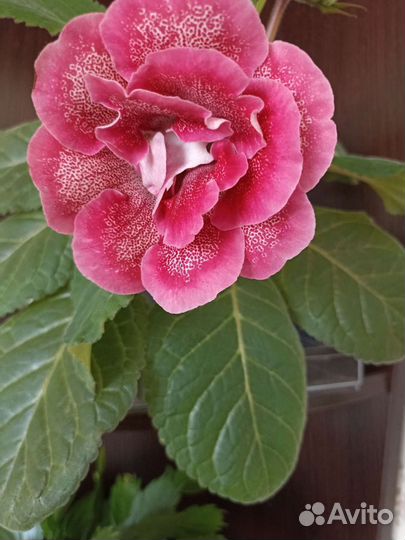 Цветы глоксиния