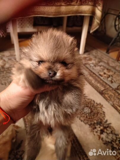 Шпицульки,настоящие мишки