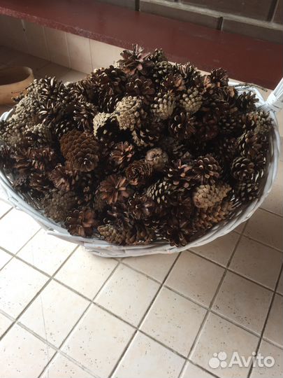 Шишки еловые,сосновые