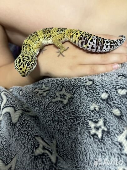 Эублефар+террариум